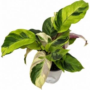 Calathea Louisae Thai Beauty — Tissue Culture Plantlets