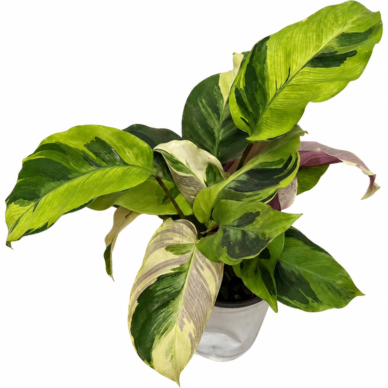 Calathea Louisae Thai Beauty — appearance reference