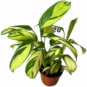 Ctenanthe Lubbersia — Tissue Culture Plantlets