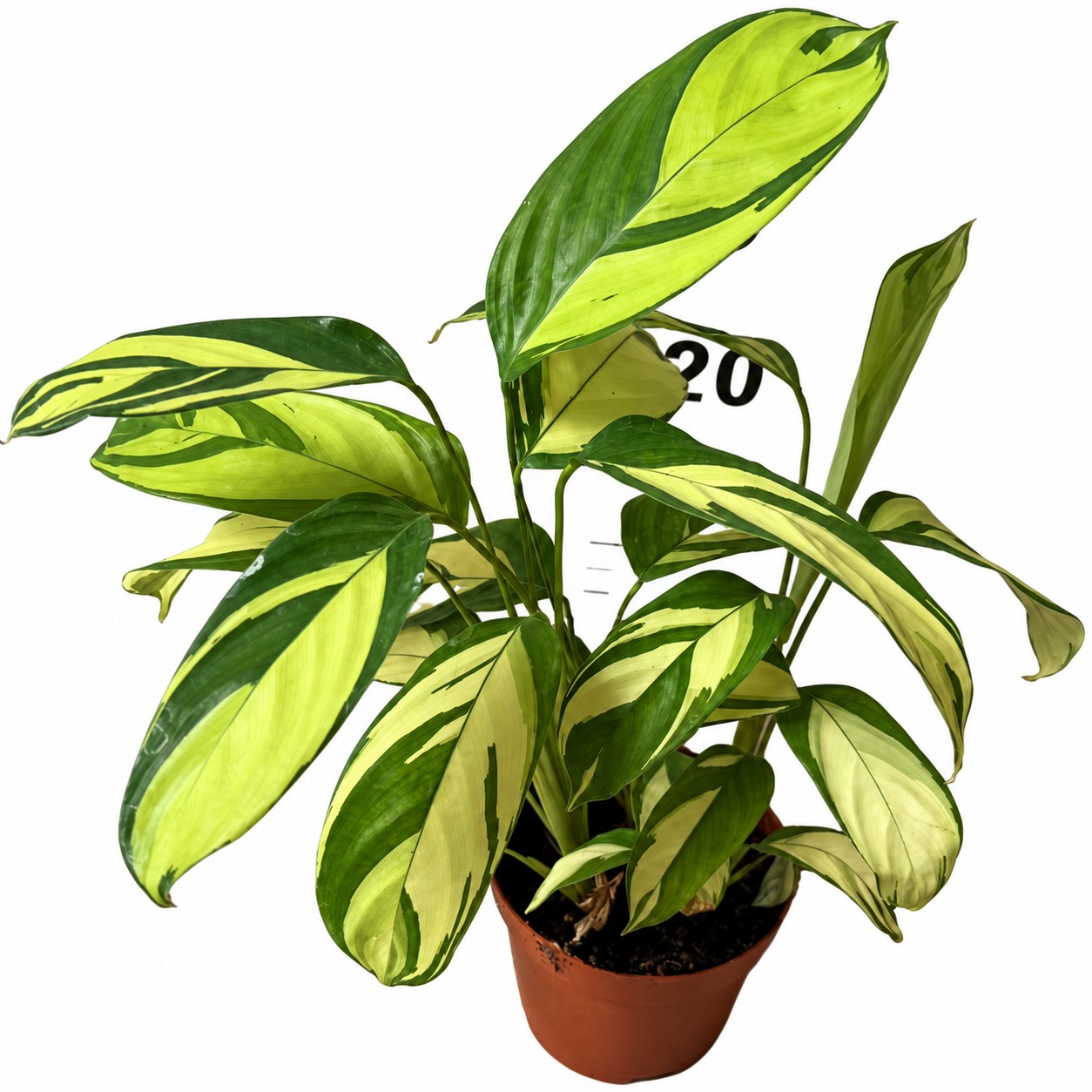 Ctenanthe Lubbersia — appearance reference