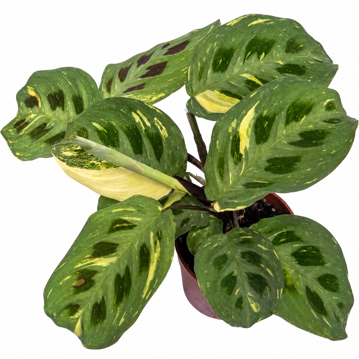 Maranta Leuconura 