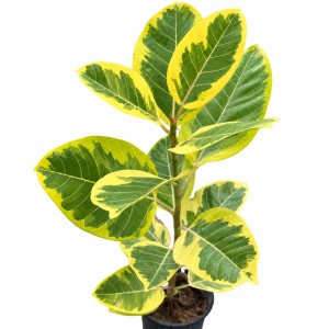 Ficus Altissima Cv. Variegata — Tissue Culture Plantlets