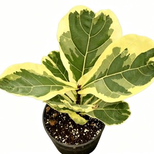 Ficus Lyrata Variegata — Tissue Culture Plantlets