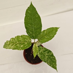 Ficus Aspera Variegat — Tissue Culture Plantlets