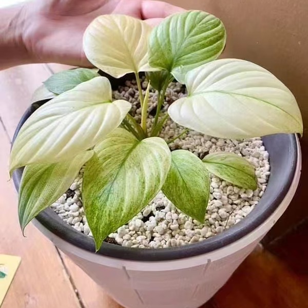 Homalomena Rubescens Mint Variegated — appearance reference