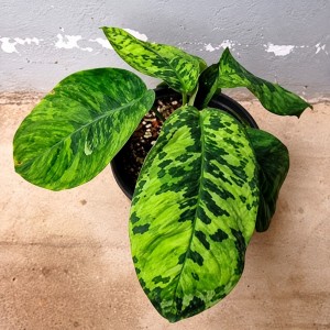Homalomena Wallisii /Camouflage/Hoalisi — Tissue Culture Plantlets