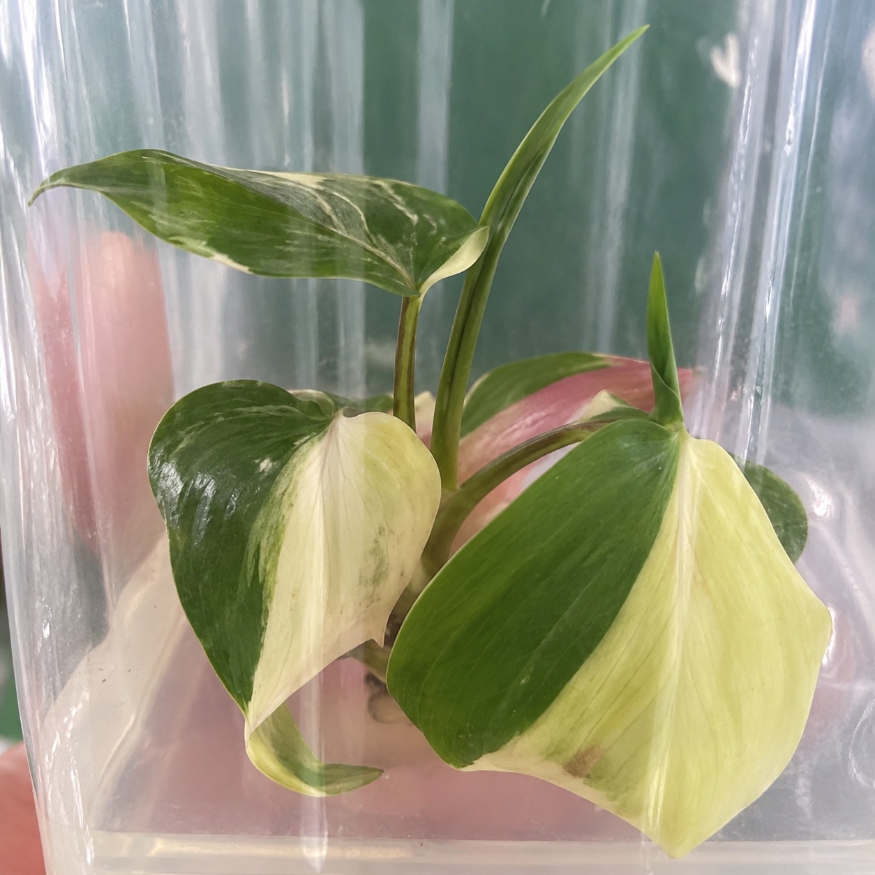 Homalomena Rubescens'Maggy Variegata' — appearance reference