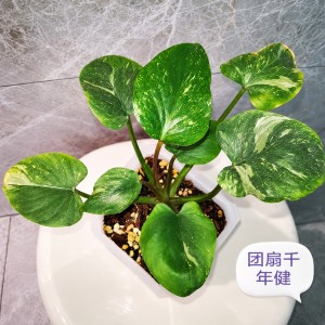 Homalomena Kelungensis Variegated — Tissue Culture Plantlets