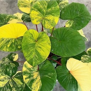 Homalomena Rubescens Aurea Variegated’ — Tissue Culture Plantlets