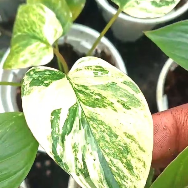 Homalomena Rubescens Albo Variegated' — appearance reference