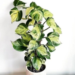 Epipremnum Happy Leaf — Tissue Culture Plantlets
