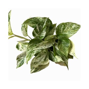 Epipremnum Aureum Marble Queen — Tissue Culture Plantlets