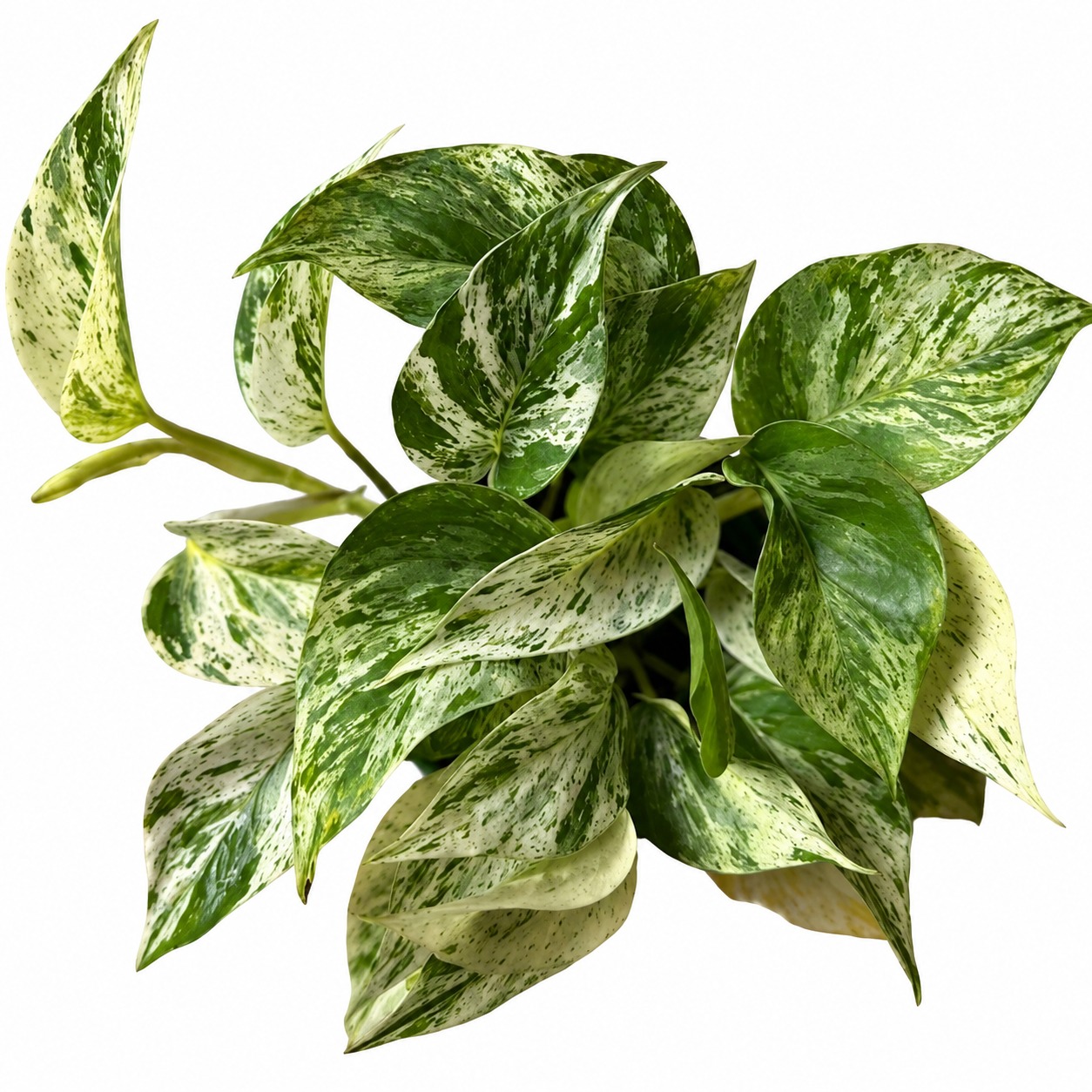Epipremnum Aureum Marble Queen — appearance reference