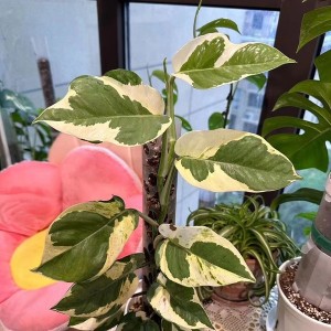 Pearl And Jade Pothos Epipremnum — Tissue Culture Plantlets