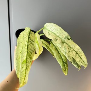 Epipremnum Giganteum Variegated — Tissue Culture Plantlets