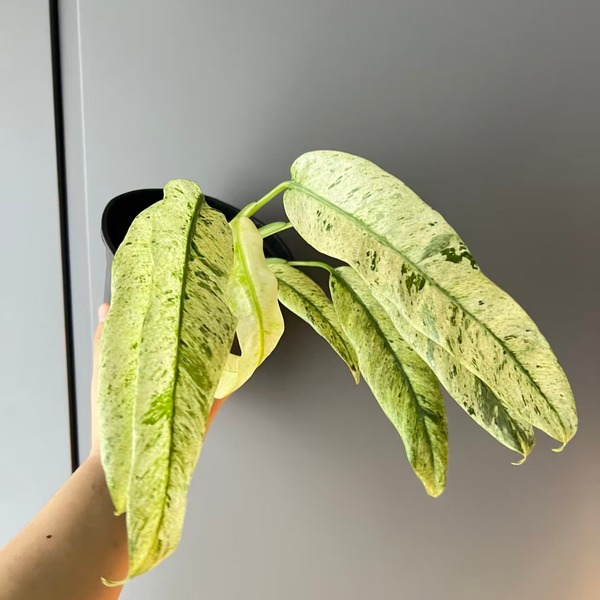 Epipremnum Giganteum Variegated — appearance reference