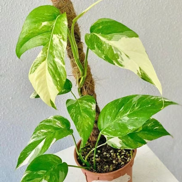 Epipremnum Pinnatum — appearance reference