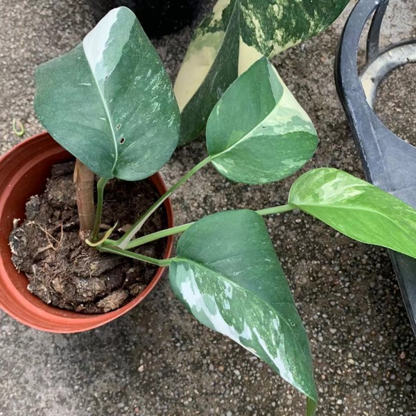 Epipremnum Pinnatum Albo Variegata — appearance reference