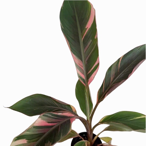 Musa 'Nono Pink' — appearance reference