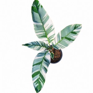 Musa Florida Strai Var. — Tissue Culture Plantlets
