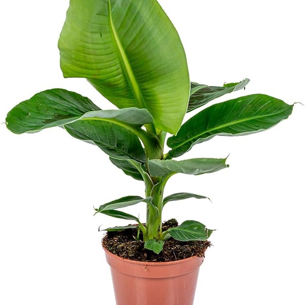 Musa dwarf cavendish — appearance reference