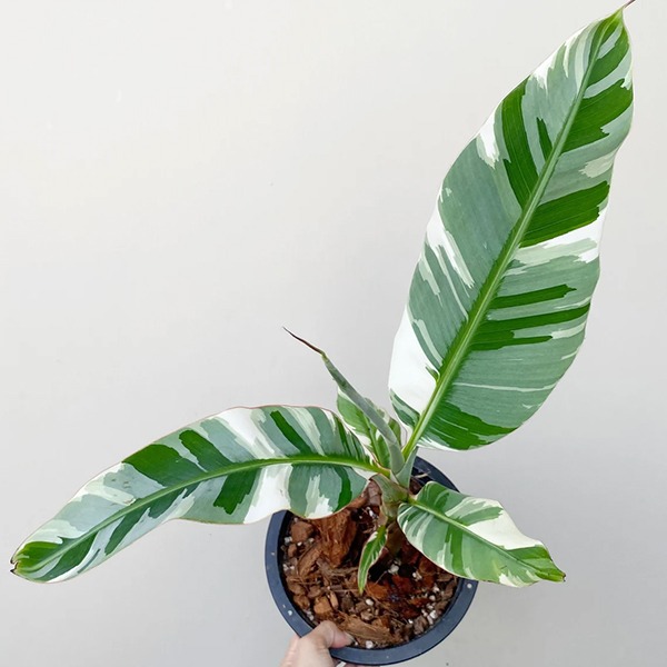 Hawaiian Banana Albo Variegated(Musa) — appearance reference