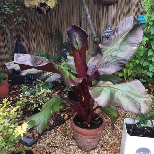 Musa Ensete Maurelii — Tissue Culture Plantlets