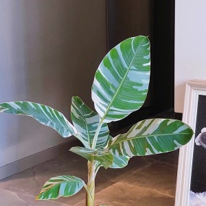 Musa Aeae Florida — Tissue Culture Plantlets