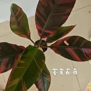 Hawaiian Banana Pink Variegated (Musa) — Tissue Culture Plantlets