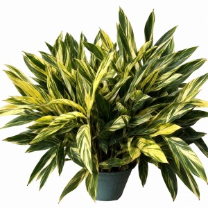 Alpinia Zerumbet ‘Variegata’ — Tissue Culture Plantlets