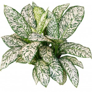 Dieffenbachia White Blizzard — Tissue Culture Plantlets