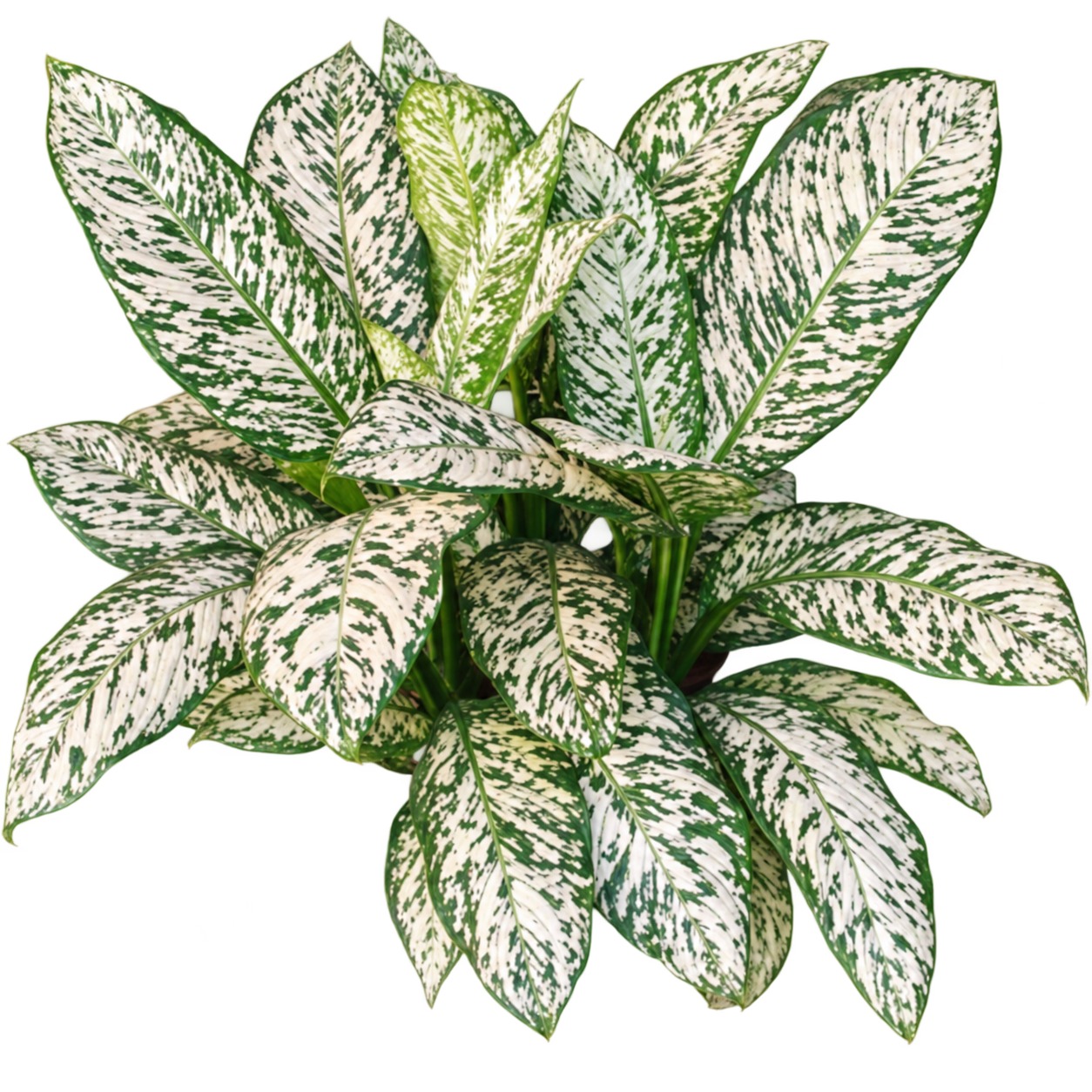 Dieffenbachia White Blizzard — appearance reference