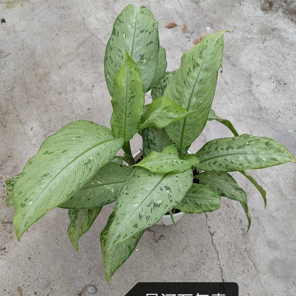 Dieffenbachia Memoria — appearance reference