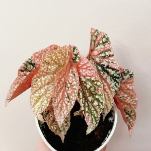 Begonia’Snow Capped’ Var. — Tissue Culture Plantlets