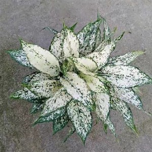 Aglaonema Feicui