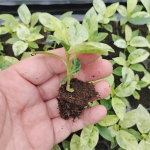 Ficus elastica Shivereana