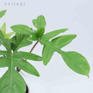 Filodendro 'Florida Verde'