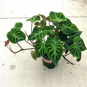 Philodendron verrucosum