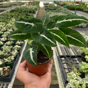 Syngonium wendlandii 'Terciopelo negro'