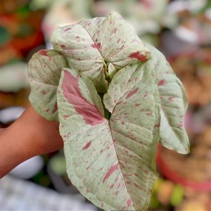 Syngonium milk confetti