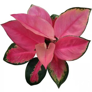 Aglaonema Red  Dongfang