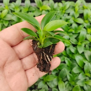 Philodendron Green Princess