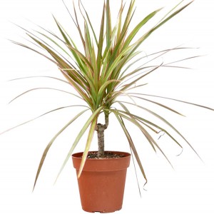 Dracaena 'Margem Vermelha'