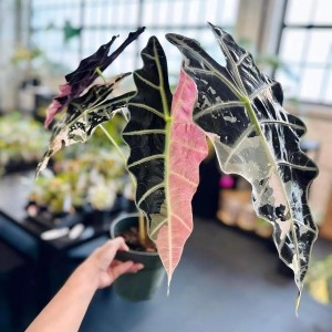 Rare Alocasia Azlanii Pink Variegated – Premium TC Plantlets