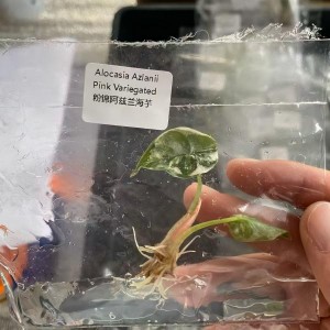 Rare Alocasia Azlanii Pink Variegated – Premium TC Plantlets