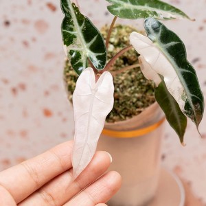 piante variegate