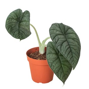 Alocasia 'Mélo'