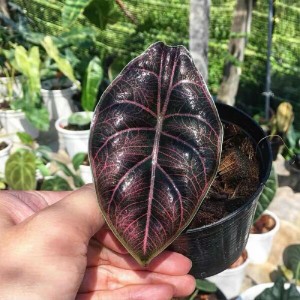 Alocasia 'Red Mambo' (Azlanii)