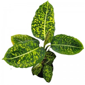 Dumb Cane ( Dieffenbachia ' Reflector ' ) – MyHomeNature