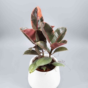 Ficus 'Ruby'